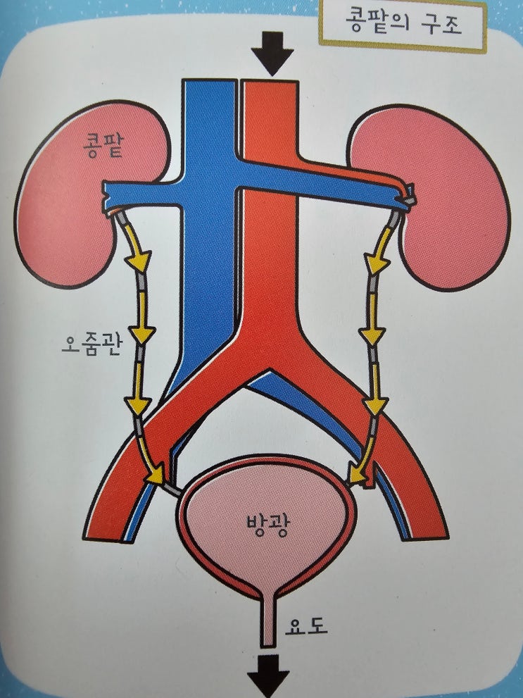 배설기관의 구조와 기능 : 콩팥(신장) : 네이버 블로그