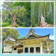 다케오신사 녹나무 일본여행 사가현 소도시 연리지 관광명소 추천