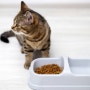 고양이 사료양 계산 성묘 2개월 3개월 7개월 건식 습식캔 몸무게 조절할 때 다이어트사료양