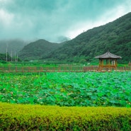 경남 고성 가볼만한곳 연꽃명소 상리연꽃공원 여름 여행 코스