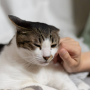 고양이 재채기 소리 기침과 다른점 콧물 동반시 원인 감기증상 관리 동물병원 치료비