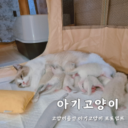 고양이출산 아기고양이 포토덤프