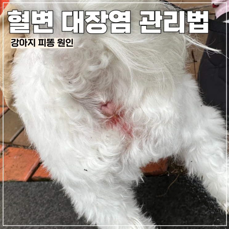 강아지피똥 혈변 원인, 대장염 관리 방법 광고X : 네이버 블로그