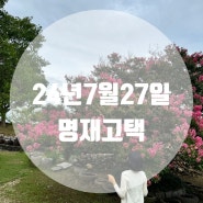 24.07.27기준::논산 명재고택 배롱나무 꽃상황::포토존에서