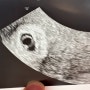 임신일기) 임신초기 본격적으로 시작되는 입덧, 5주차 6일 피비침… 1.4cm 배아, 심장이 뛴다.