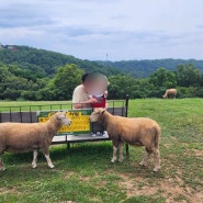 울산 아이와 함께 가기 좋은 곳 '울산 양떼목장'