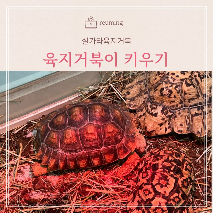 육지거북이 키우기 설가타육지거북 사육 키우기 : 네이버 블로그