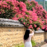 신숭겸장군유적지 대구 배롱나무명소 사진찍기좋은곳