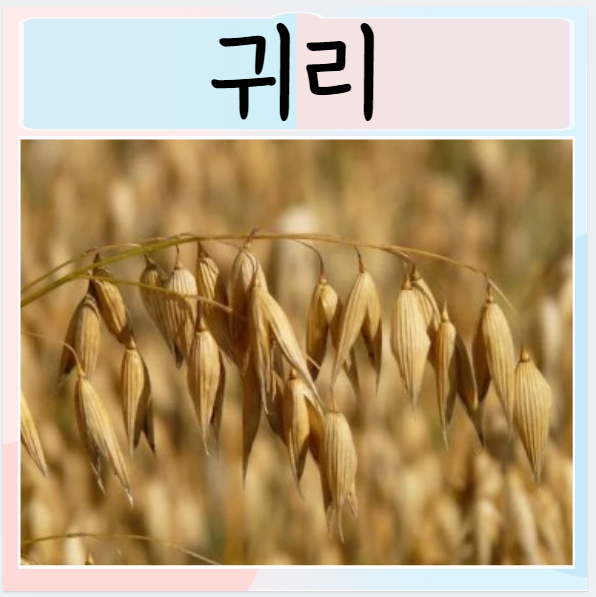귀리 효능 오트밀이랑 차이 먹으면 좋은점? : 네이버 블로그