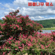 충남 갈만한곳 종학당 논산 배롱나무 명소