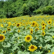 태백 해바라기축제가 한창인 구와우마을 방문 후기, 주차 및 입장료 정보