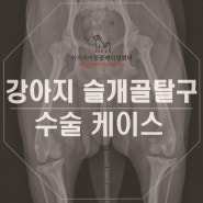 대전 강아지가 다리 통증을 호소한다면 슬개골 탈구 의심해봐야