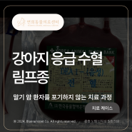 [24시 연희동물의료센터] 강아지 복부팽만, 림프종, 수혈, 비장절제술/ 인천동물병원