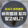 강서구 바퀴벌레 퇴치하는 방법 알고보니?