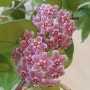 Hoya Carnosa Shocking Pink_호야 카노사 쇼킹 핑크