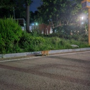 [우리동네 공원] 한여름밤의 역곡공원