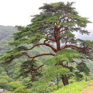 지리산 뱀사골 천년송 "등용문(登龍門)"