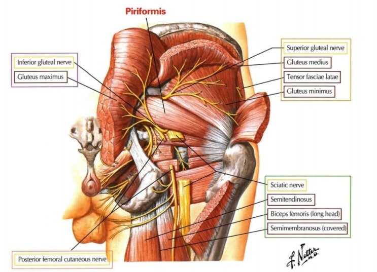 Piriformis syndrome : 네이버 블로그