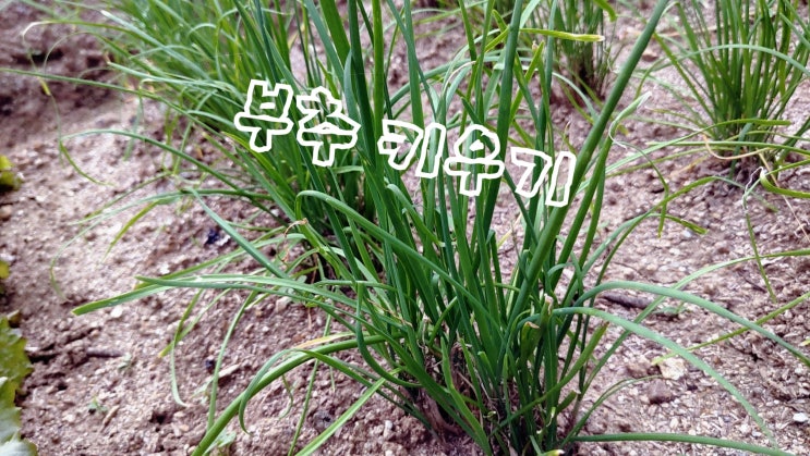 부추 키우기 방법 (부추 씨앗 씨뿌리기 모종 심기) : 네이버 블로그