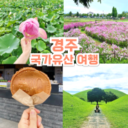 경주 첨성대 대릉원 천마총 가볼만한곳 연꽃단지