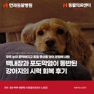 백내장과 포도막염이 동반된 강아지의 시력 회복 후기, 노원강북동물병원, Ｎ안과동물병원, N동물의료센터 노원점