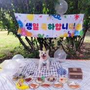 반려견 윰댕이 강아지 생일 7주년 축하 기념 ! 내사랑이지요♡