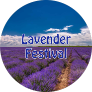 2024 우동구: 라벤더 페스티벌 (Lavender Festival)-여행을 앞둔 우리의 자세