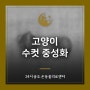 송현동 24시 동물병원 수컷 고양이 중성화 수술 후기