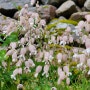 복주머니가 달린 주머니 장구채(Bladder Campion)