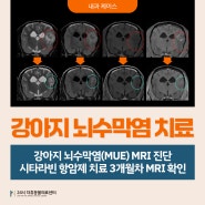 [양산동물병원] 신경증상 부르는 강아지 뇌수막염(MUE) 항암제 치료 3개월 차 MRI 리체크 후기