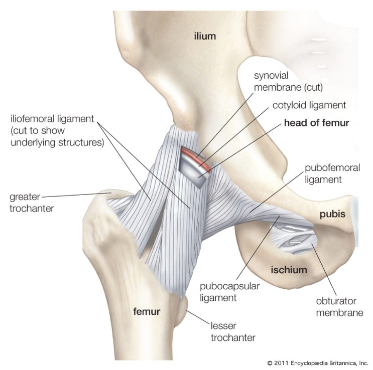 Hip Joint Capsular Anatomy : 네이버 블로그