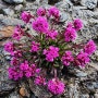 레드 알파인 캐치플라이(Red alpine catchfly)