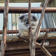 [엄마혼자두아이와호주] 브리즈번 데이지 힐 코알라 센터 Daisy Hill Koala Centre 무료 코알라관람