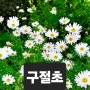 우리땅에 약이되는 산야초