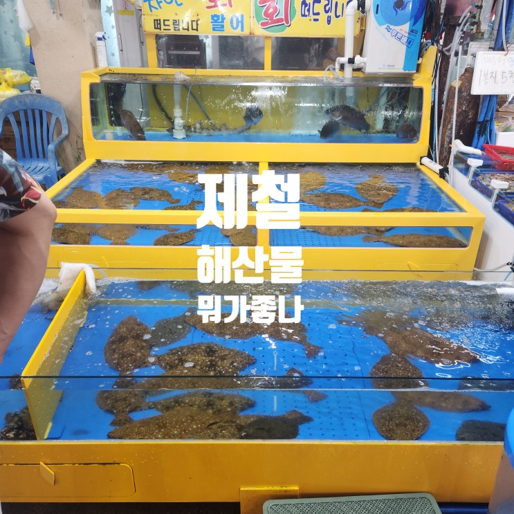 8월 9월 제철 회 해산물 : 네이버 블로그