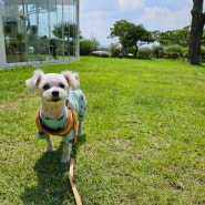 [강원도 강릉]실내애견동반카페 강릉 엔드투앤드 자리잡기 팁!