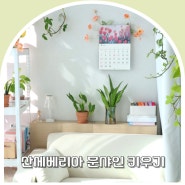 산세베리아 문샤인 키우기 물주기 꽃말 수경재배 3년 키운 노하우