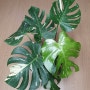 Monstera Thai Constellation_몬스테라 타이 컨스틸레이션