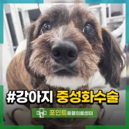 인천 암컷 강아지 중성화 시기 지나서 수술했어요!