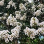 흰 배롱나무꽃