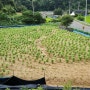 충남금산토지매매/금산군금성면토지매매/금성면마수리에 있는 전원주택지 매매/금산마수리주말농장부지매매/금산농촌체류형쉼터부지매매