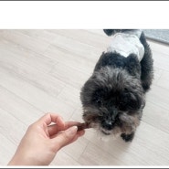 강아지 수제간식 건조기 육포 후기 +보관법