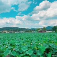 청도 가볼만 한 곳 - 청도8경 / 낙대폭포 / 유등연지