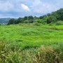 충남금산토지매매/금산군남일면토지매매/금산황풍리농림지역토지매매/금산농업경영체등록가능토지매매