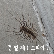 절지동물 종류 돈벌레 익충 이름 그리마 나오는 이유