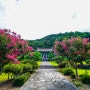 완산 정혜사(完山 定慧寺)의 여름은 배롱나무꽃이 곱다 _ 2024. 07. 31(水).