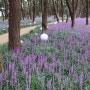 서천군 제2회 장항 맥문동꽃 축제 장항송림산림욕장에서 열립니다. 서천 가볼만한곳