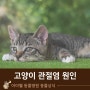 노령의 고양이라면 주의해야 할 관절염이 발생되는 원인은?