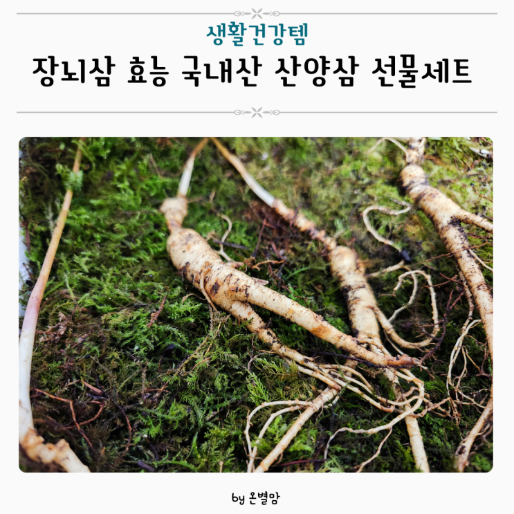 장뇌삼 먹는법 효능 바른삼연구소 국내산 산양삼 선물세트 : 네이버 블로그