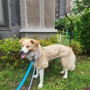 (충남 당진) 예민한 반려견은 부분 미용이 더 힘들어요😭 대형견 전문 교육미용 힐링그루밍